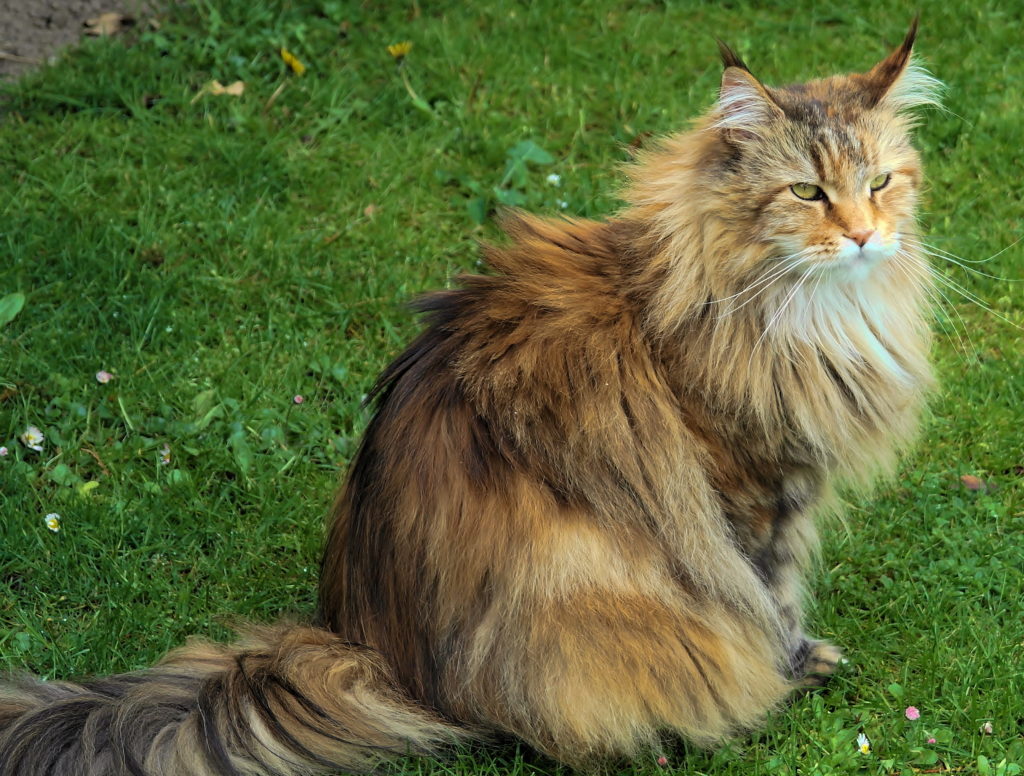 рыжая сибирская кошка фото