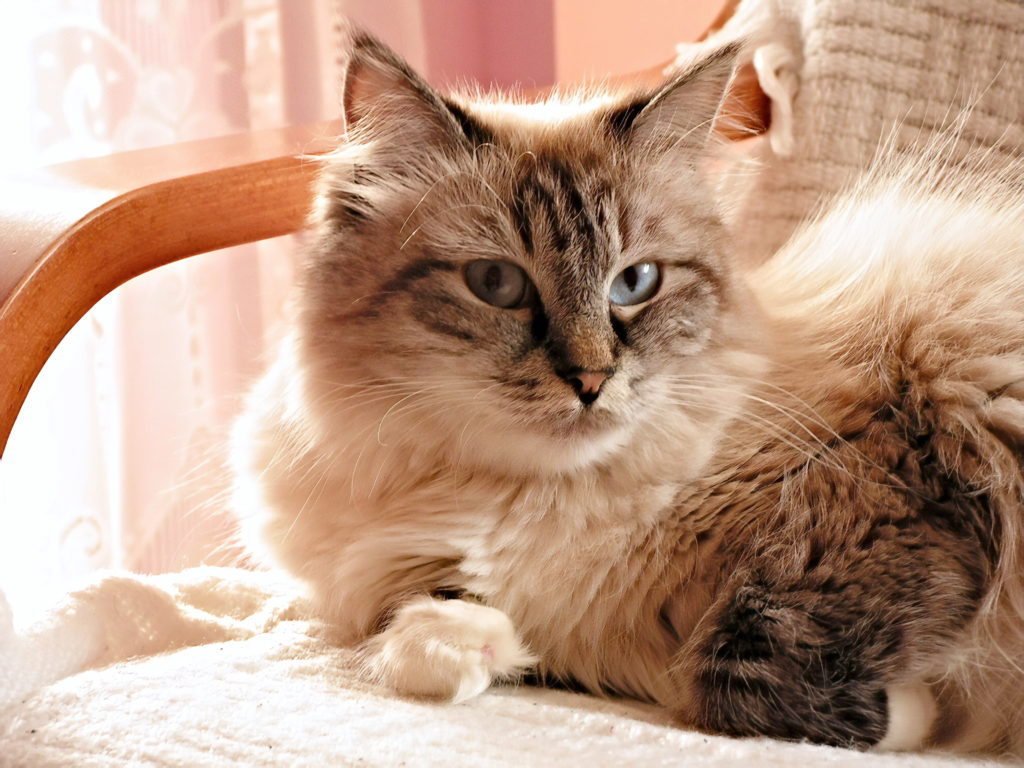 сибирский котик в кресле фото