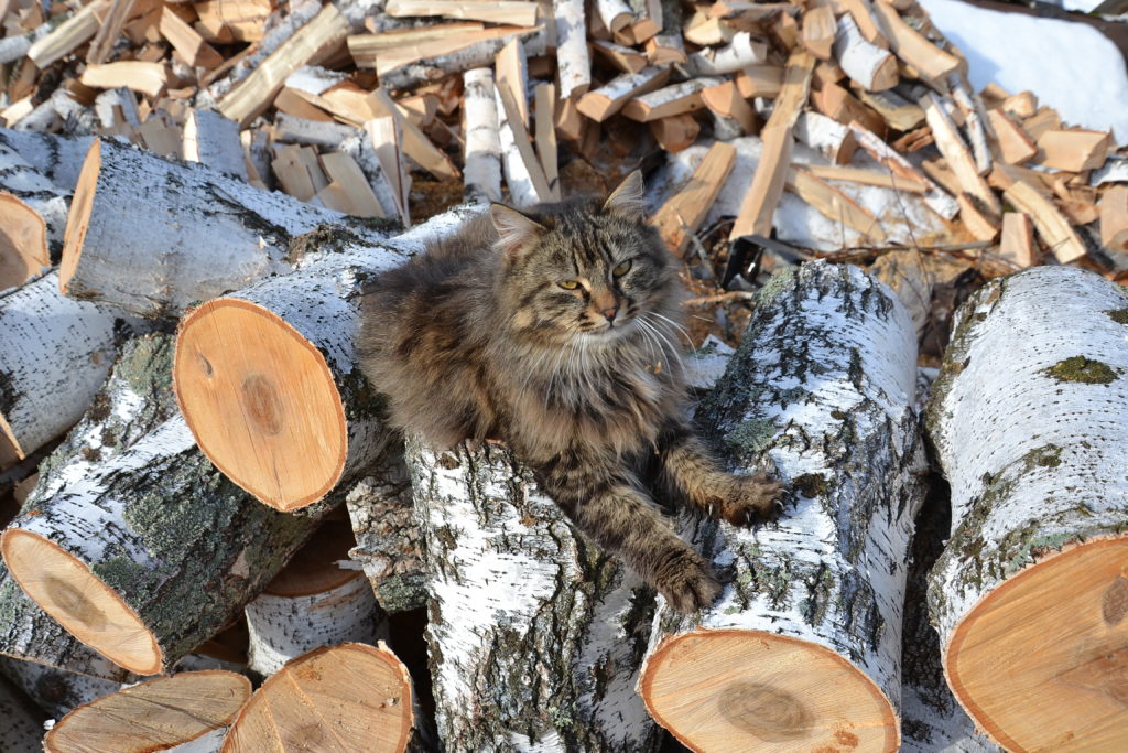 сибирская кошка на дровах фото