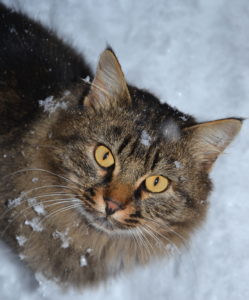 сибирская кошка на снегу фото