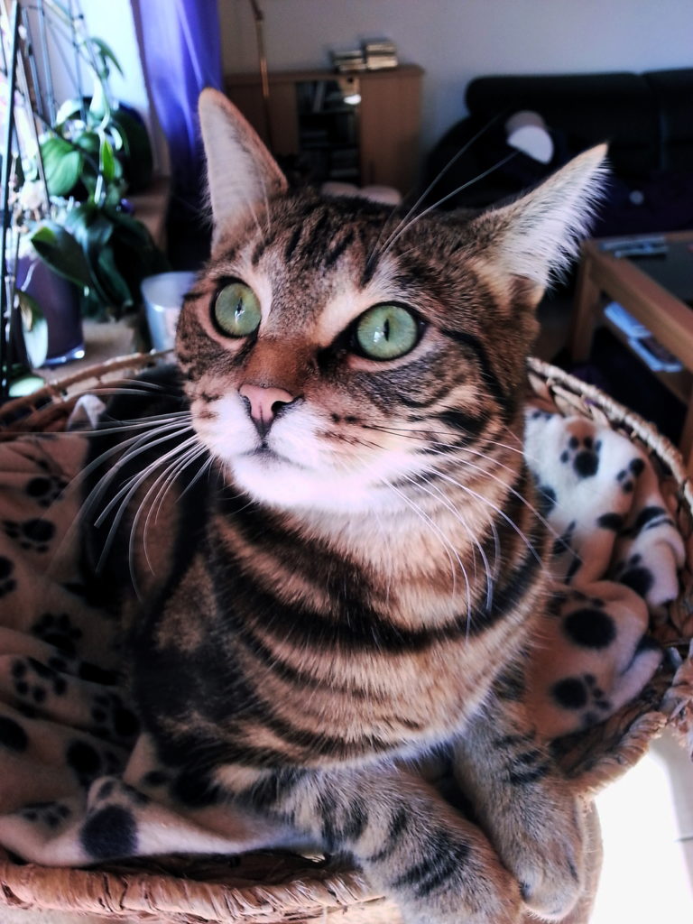 фото кошки породы саванна