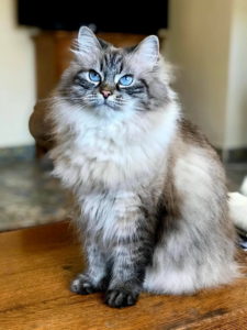 сибирская кошка серая дымка фото