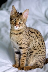 кошка породы саванна фото