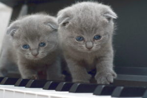 голубые котята скоттиш фолд фото