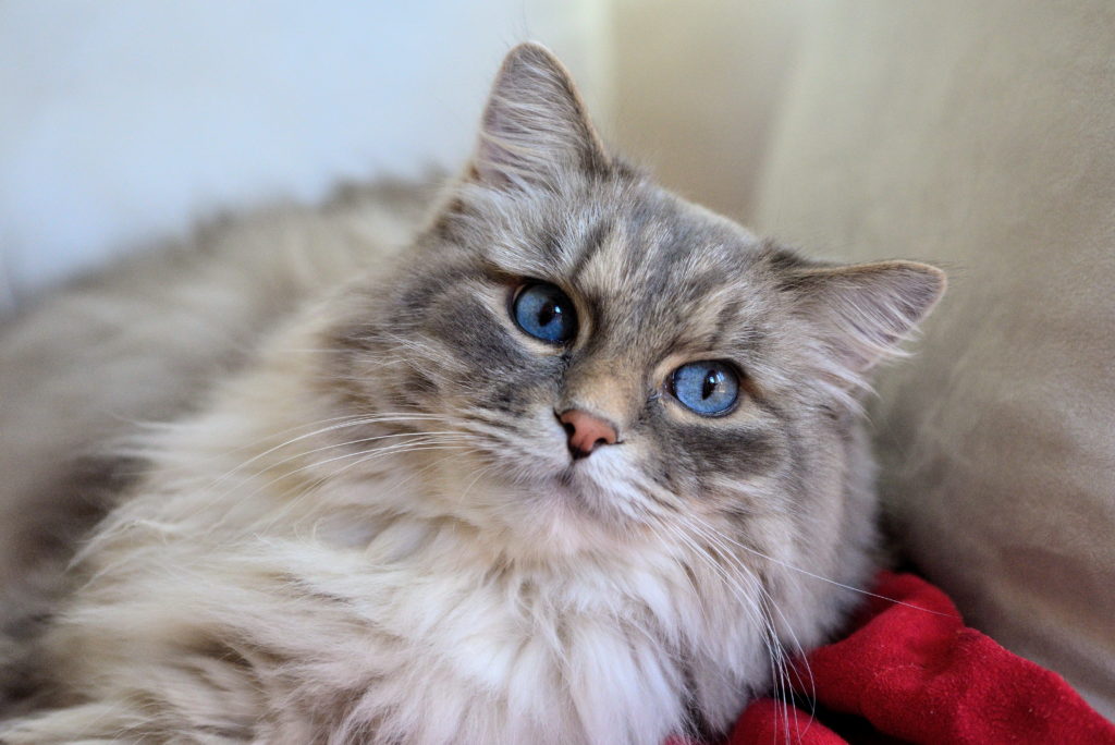 сибирская кошка с голубыми глазами фото