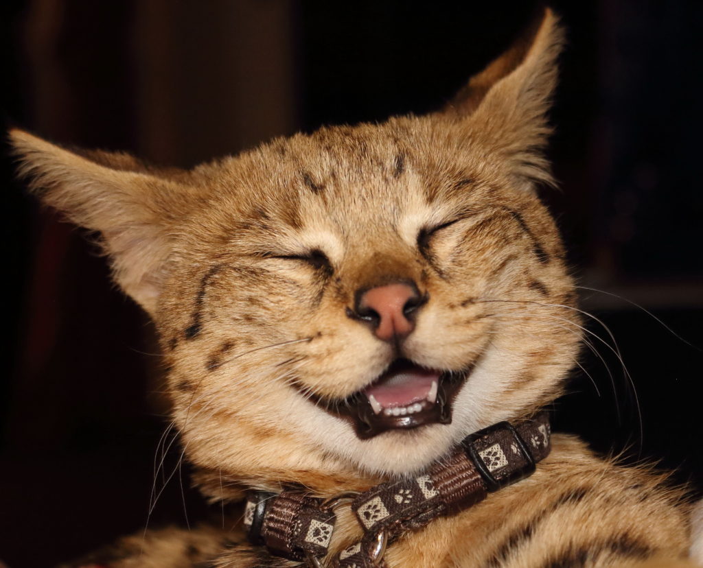 кошка саванна улыбается фото