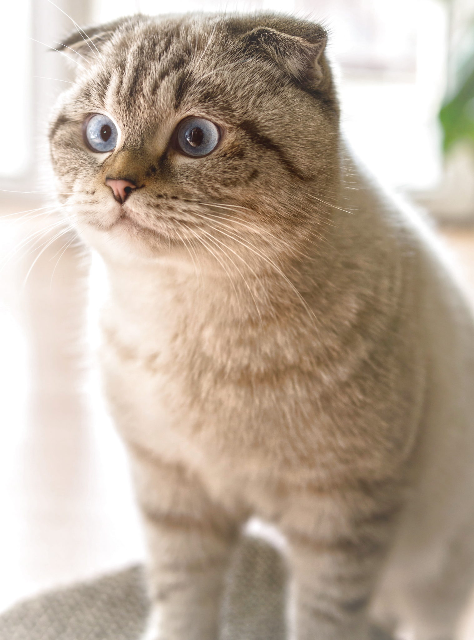 Scottish Fold kedi