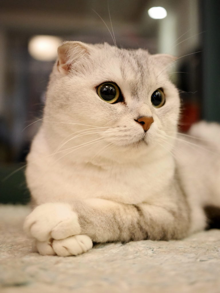 белая шотландская вислоухая кошка фото