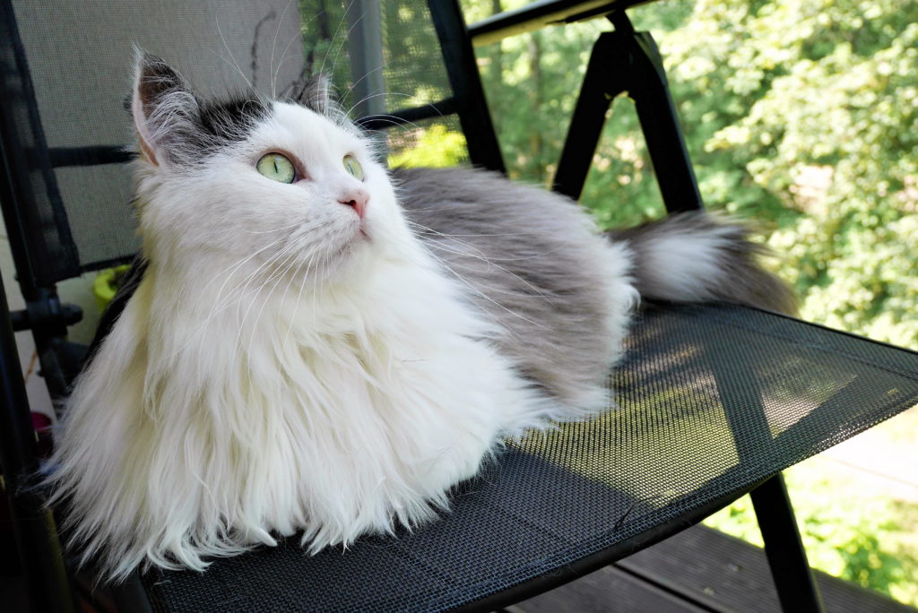 сибирская кошка на скамейке фото