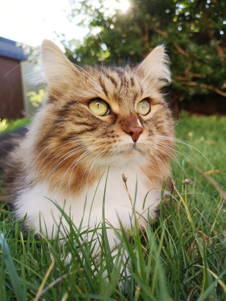 сибирский кот в траве фото