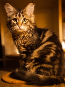 сибирская кошка окраса табби фото