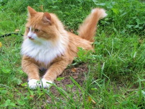 рыжий сибирский кот на травке фото