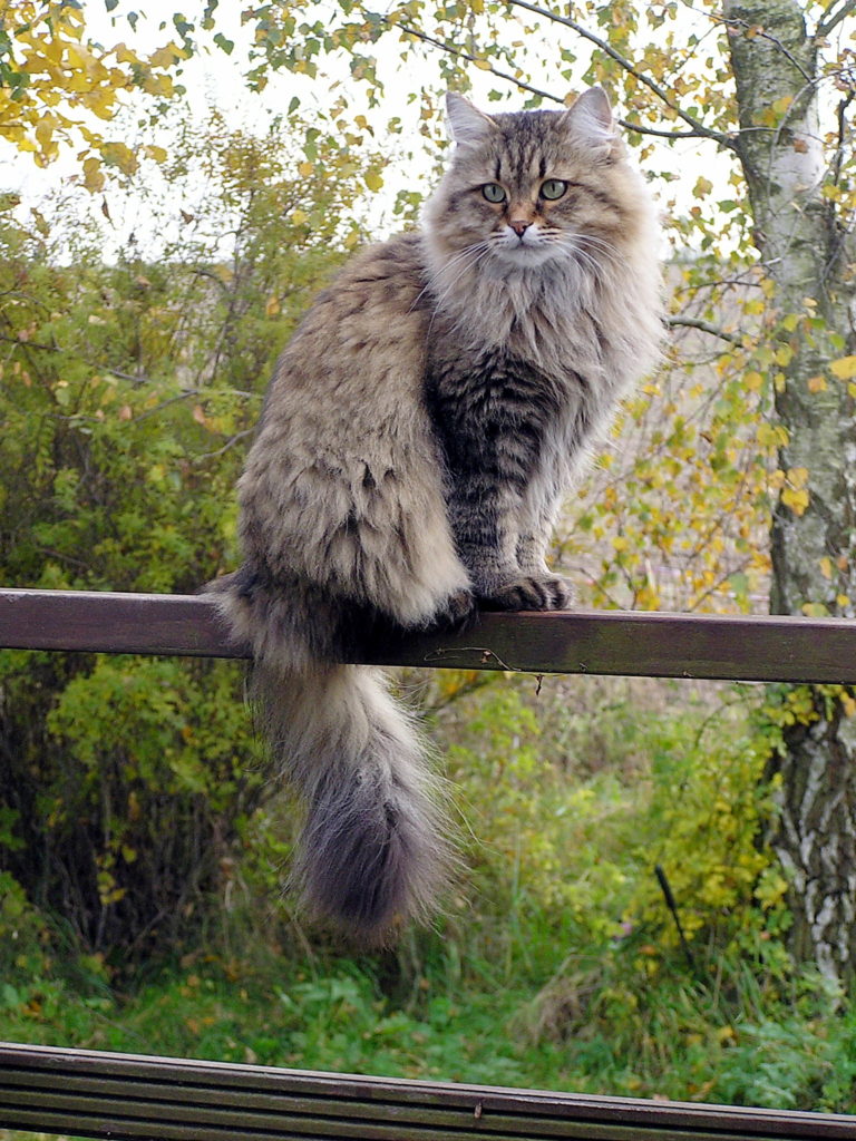 сибирский кот на фоне берёз фото